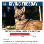 Design & Testing for Defenders of Wildlife’s #GivingTuesday Email Campaign